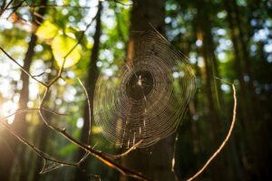 A beautifully illuminated spiderweb with dew in a serene forest during summer.