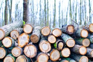 Cut tree logs stacked in a serene forest setting during winter.