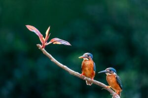 Two vibrant kingfishers perched on a branch with colorful leaves, set against a lush green backdrop.