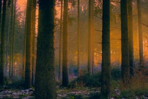 Free stock photo of forest, morning sun rays, nature