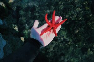 A vibrant red starfish held in a human hand over clear aquatic scenery.