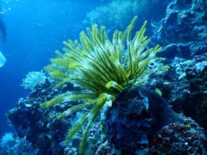 Explore a stunning underwater scene featuring a vibrant sea fan among coral reefs, showcasing marine biodiversity.