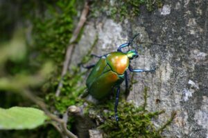 Close-up of a jewel beetle on moss-covered bark in a natural setting.