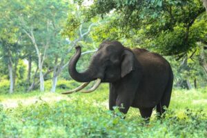 Captivating photo of a wild Asian elephant in Bandipur forests, Karnataka, India.