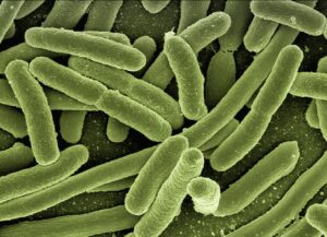 koli bacteria, escherichia coli, bacteria, disease, pathogens, microscopy, electron microscopy, electron microscope, vaccination, immune system, diseases, vaccine, escherichia, infect, infection, risk of infection, pathogen, viruses, bacteria, bacteria, bacteria, bacteria, bacteria