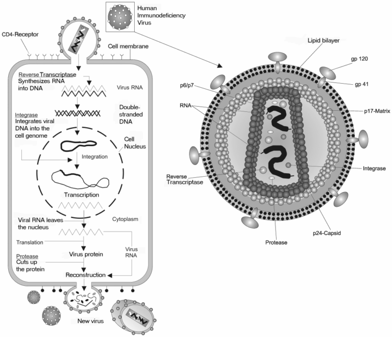 DNA vs. RNA Viruses: How Genetic Material Affects Their Behavior and ...