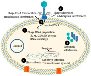 Bacteriophages: How Viruses Can Be Used to Fight Against Bacterial Infections