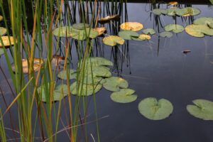 water lilies, lake, water lily, flowers, flower background, water, stagnant water, beautiful flowers, stubble, reflection, green, yellow, stagnant water, stagnant water, stagnant water, nature, flower wallpaper, stagnant water, stagnant water