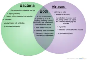 Bacteria vs. Viruses: Key Differences and Similarities Explained