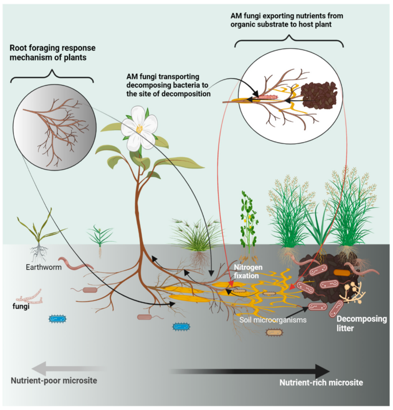 Bacteria in Soil: Their Roles in Plant Growth, Decomposition, and ...