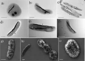 Magnetotactic Bacteria: How They Navigate Using the Earths Magnetic Field