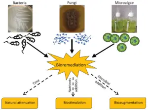 Bacteria and Bioremediation: How Microbes Are Used to Detoxify Oil Spills and Waste