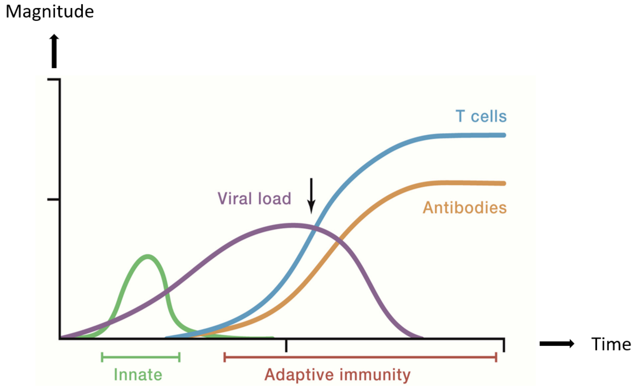 How the Immune System Fights Bacteria and Viruses: Innate and Adaptive ...