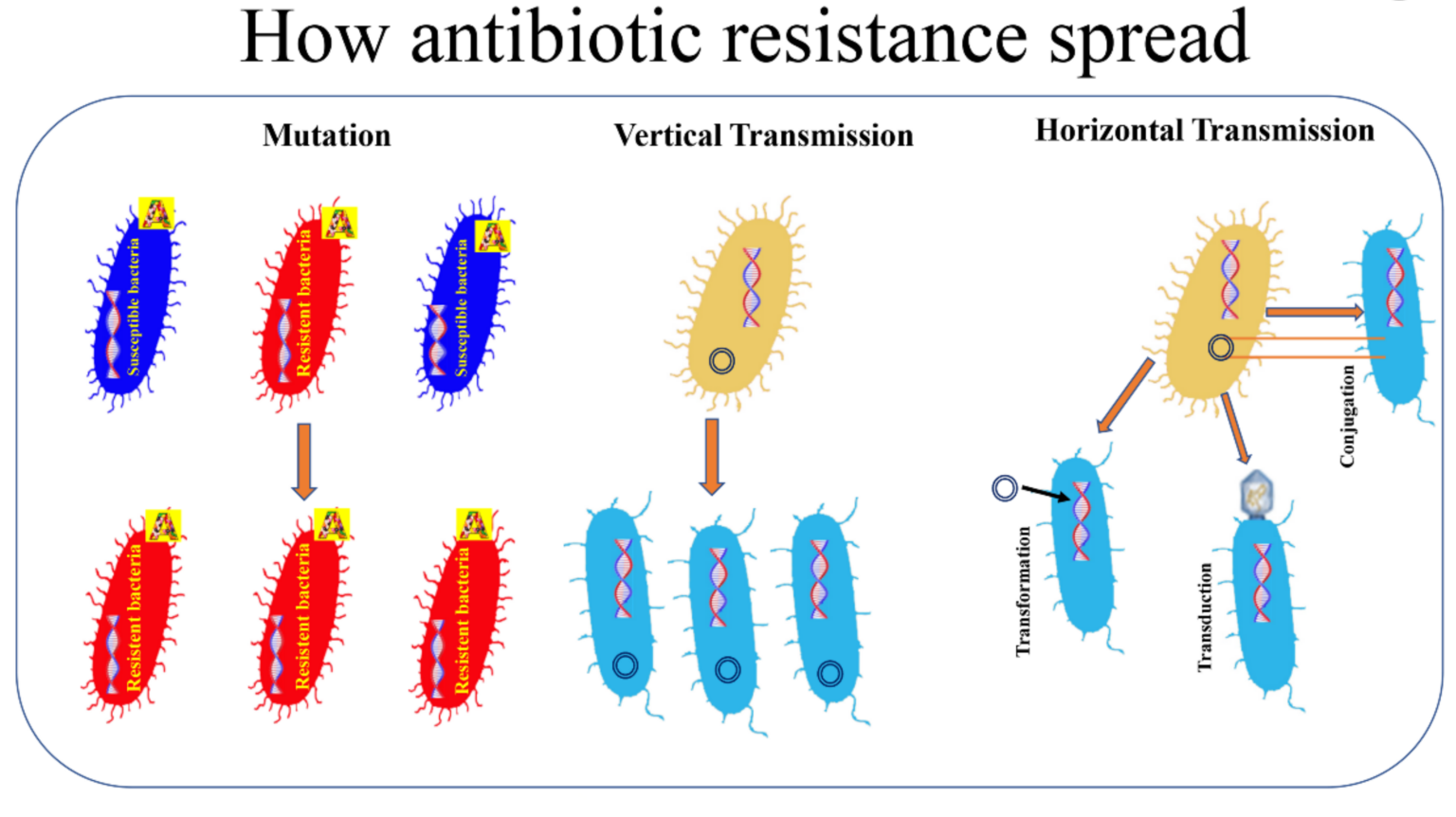 Pathogenic Bacteria: Types, Transmission, and How They Cause Disease ...