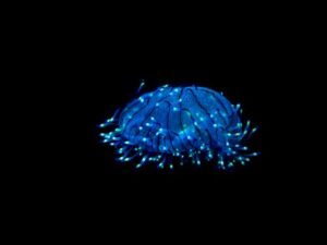 A mesmerizing blue bioluminescent jellyfish glowing against a black background underwater.