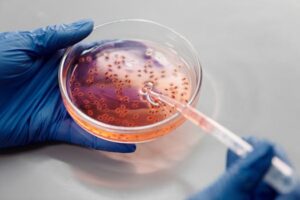 Laboratory close-up of hands in gloves holding a petri dish with pink liquid using a pipette.