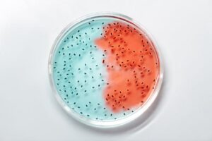 Close-up of vibrant blue and red bacteria cultures in a petri dish.