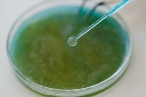 Detailed view of a pipette interacting with a green sample in a petri dish, ideal for scientific content.