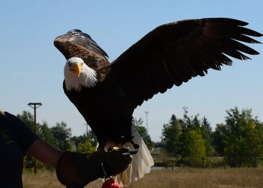 Illustration of a bald eagle catching a fish in its talons