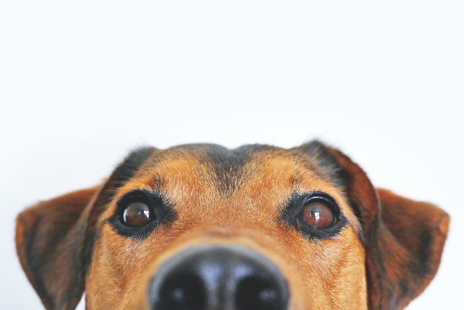 A close-up image of a dog's face, showing its attentive expression