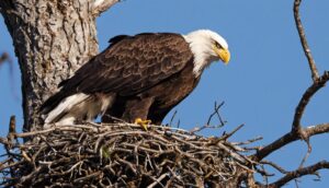 Exploring the Magnitude: Size Aspects of Bald Eagle Nests